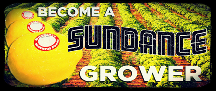 become a sundance grower